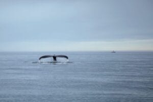 Whale tour North Iceland Whale tour North Iceland