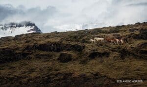 Wild horses Wild horses