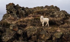 Young Icelandic Lamb Young Icelandic Lamb