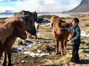Horses Iceland Horses Iceland