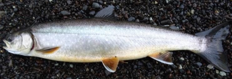 Arctic Char in Iceland Arctic Char in Iceland