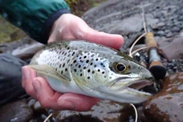 Brown trout in Iceland Brown trout in Iceland