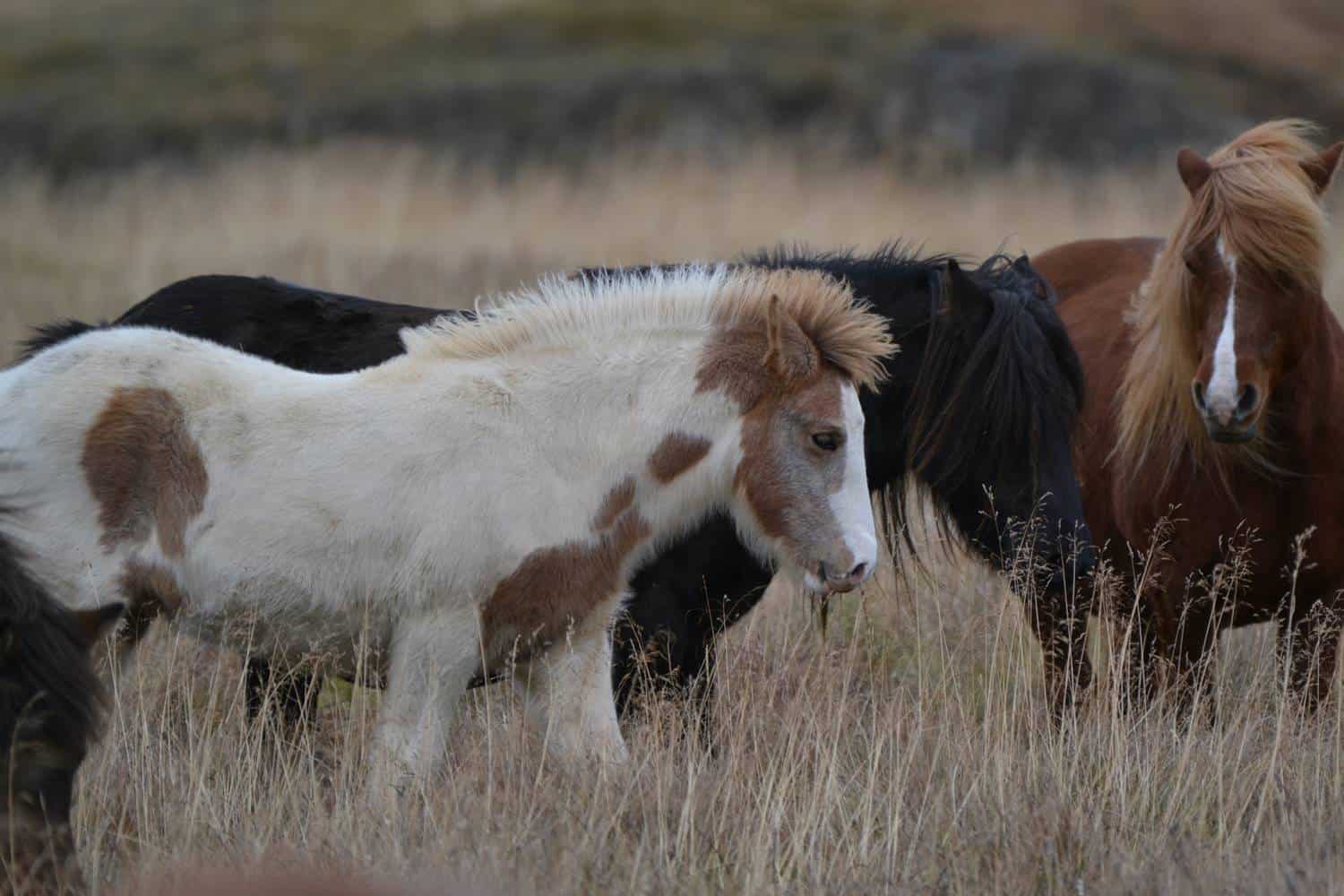 Icelandic horses Icelandic horses