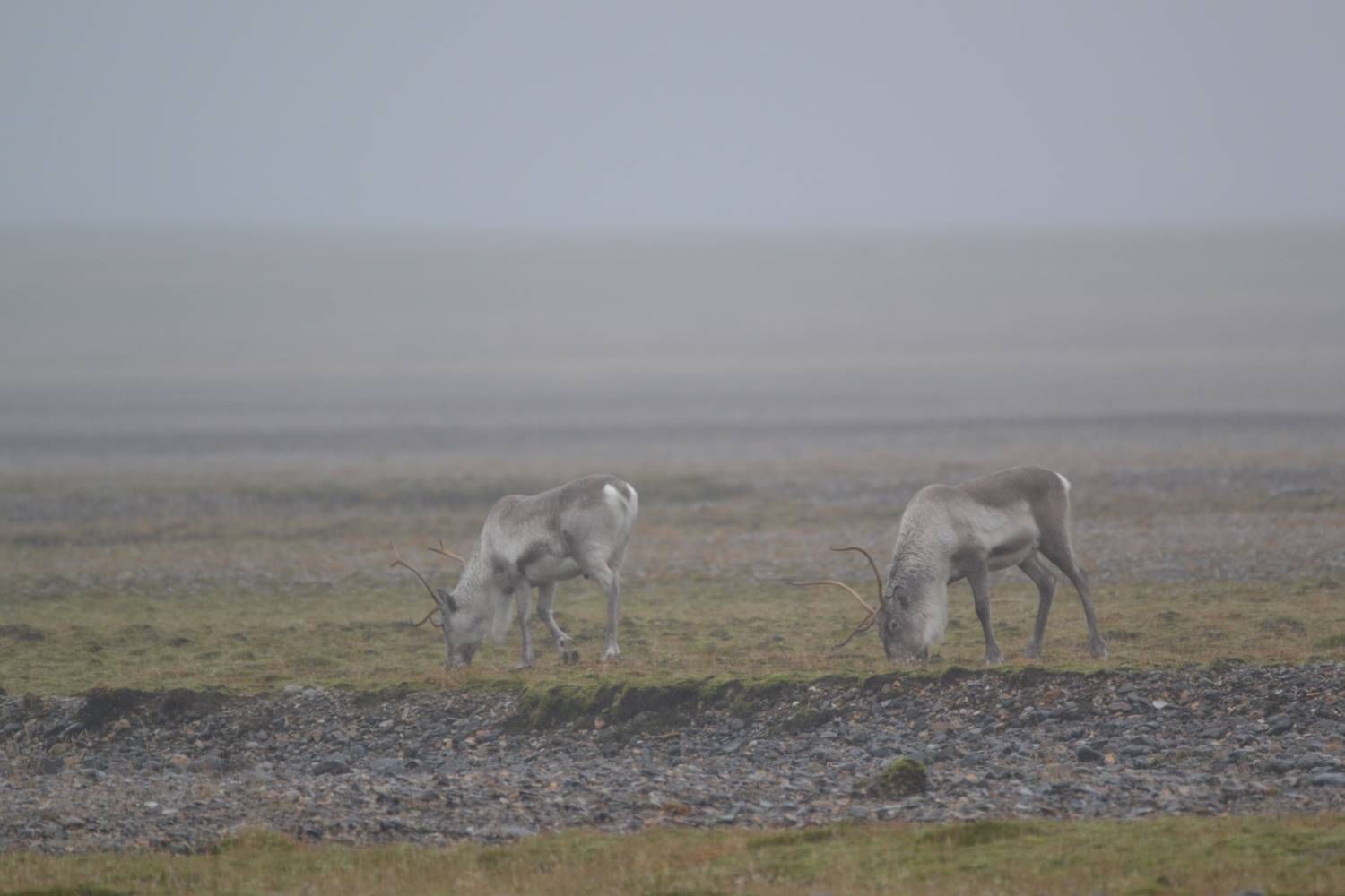 Icelandic Reindeer Icelandic Reindeer