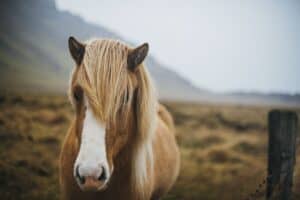 Free roaming horses