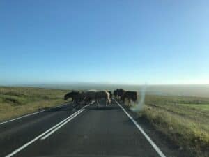 Horses crossing the Ring road Horses crossing the Ring road